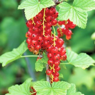 Red Lake Currant Thumbnail